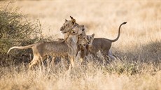 1Living with Lions_BEST 05_thumb.jpg
